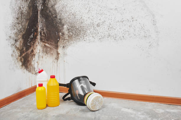 Best Professional Mold Removal  in Corning, IA