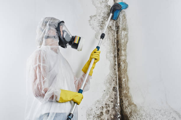 Best Mold Testing and Removal  in Corning, IA