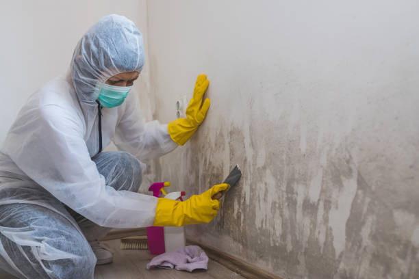 Office Mold Removal Services in Corning, IA