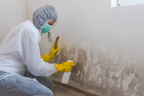 Best Attic Mold Removal  in Corning, IA
