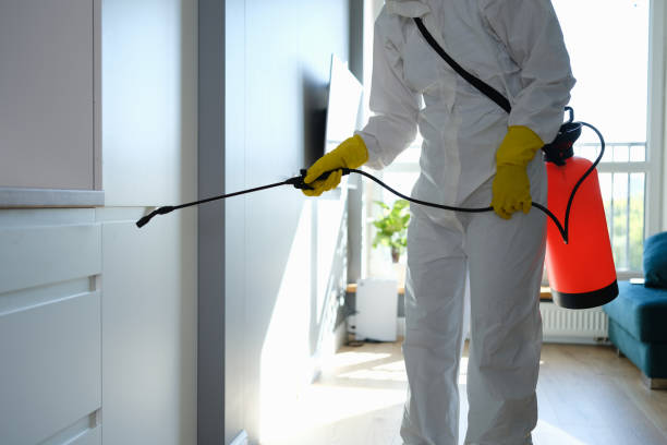 Best Black Mold Removal  in Corning, IA