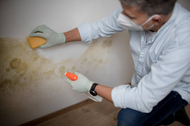 Best Mold Cleaning Services  in Corning, IA