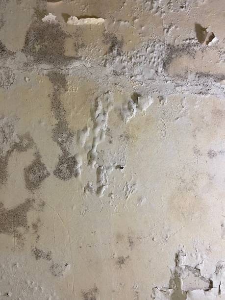 Best Mold Testing  in Corning, IA