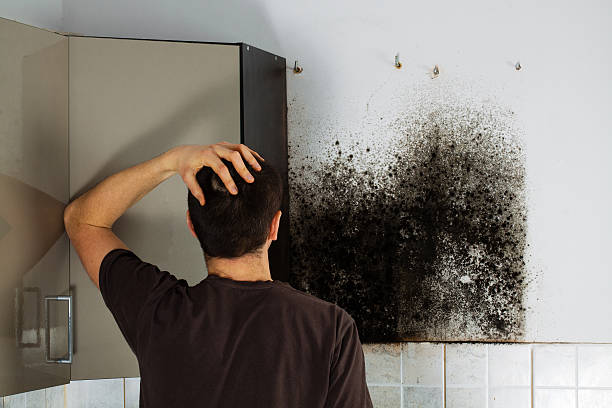 Best Mold Testing  in Corning, IA